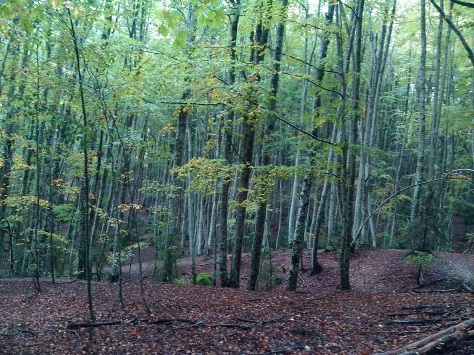 Bosque del Betato