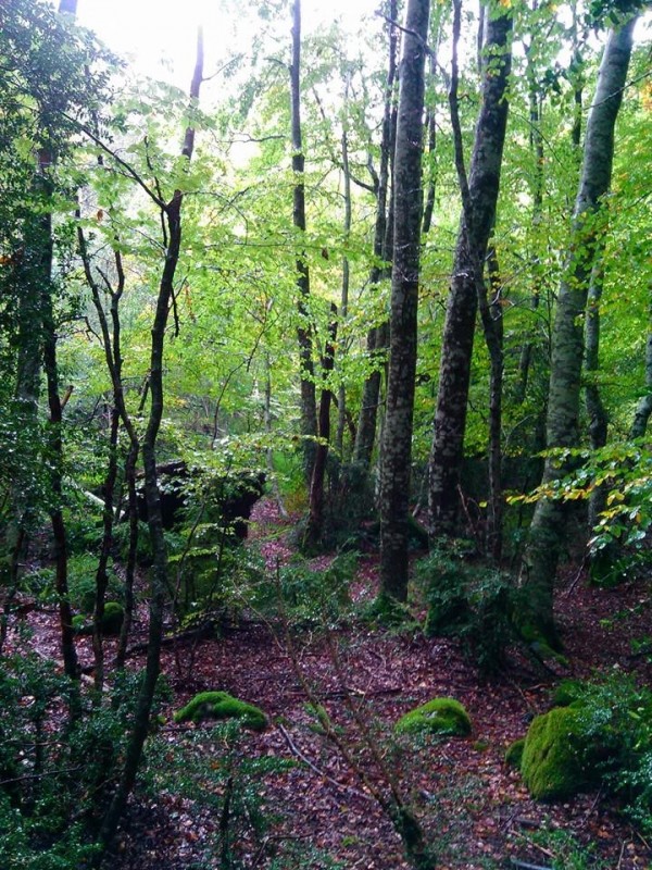 Bosque del Betato