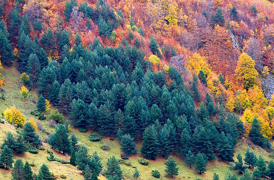 Resultado de imagen de bosque de hayas ordesa es una explosión de color en otoño.