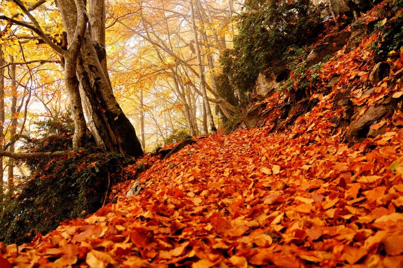 Los 10 bosques más espectaculares para descubrir este Otoño en Huesca 😍🌲🍂