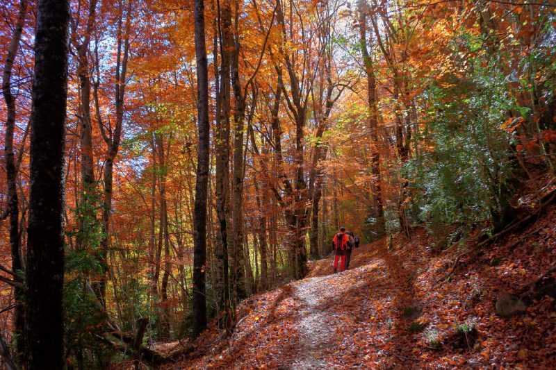 La excursión más popular de este otoño 🌲🍂🍁 el bosque de la Pardina del Señor en Fanlo