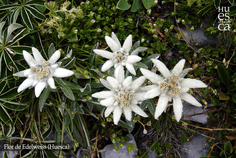 flor-edelweiss-navidad
