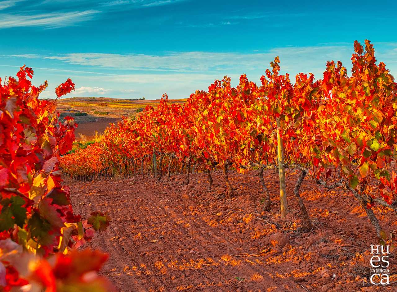 Paseos de otoño por las Viñas del Somontano 🍇🍷  #BusdelVino 🚌