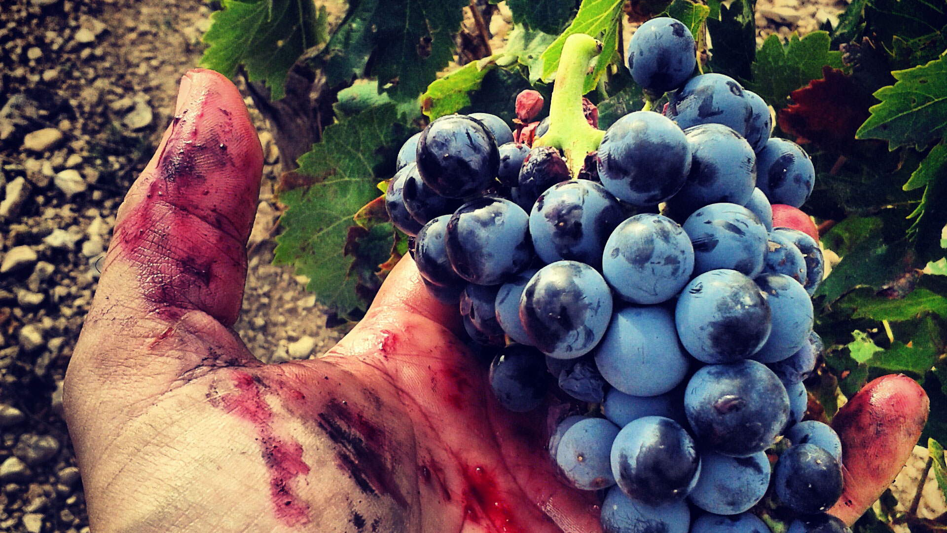 6 bodegas artesanas de vino 🍇 elaborados con uvas autóctonas de Huesca