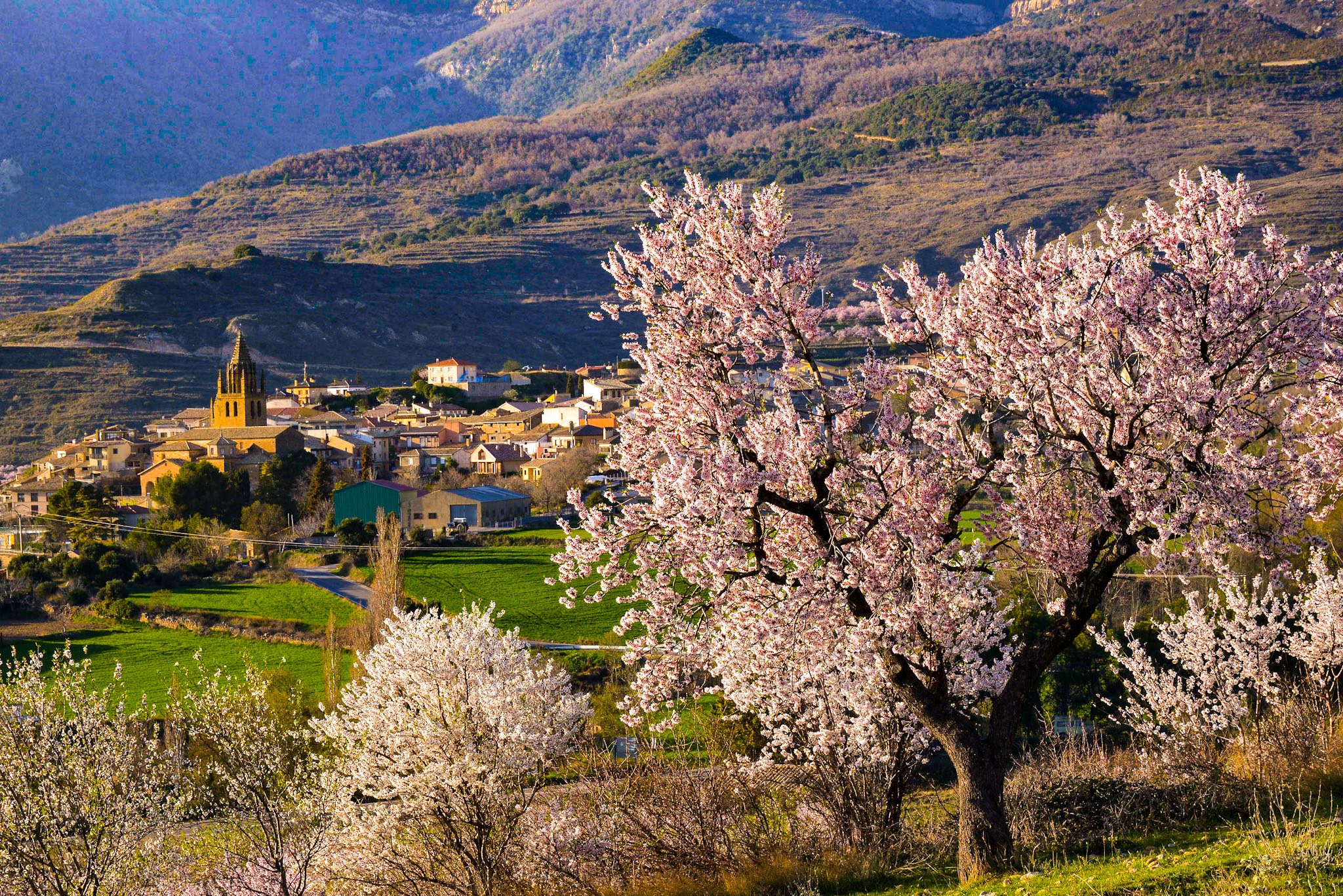 El espectáculo natural más viral de Huesca 🌸👉  La Floración del Almendro en Ayerbe